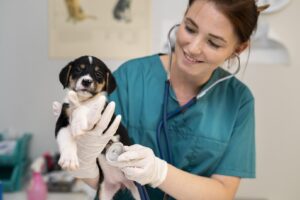 cerca veterinario cuidando perro 1